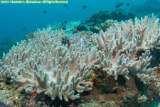 soft coral